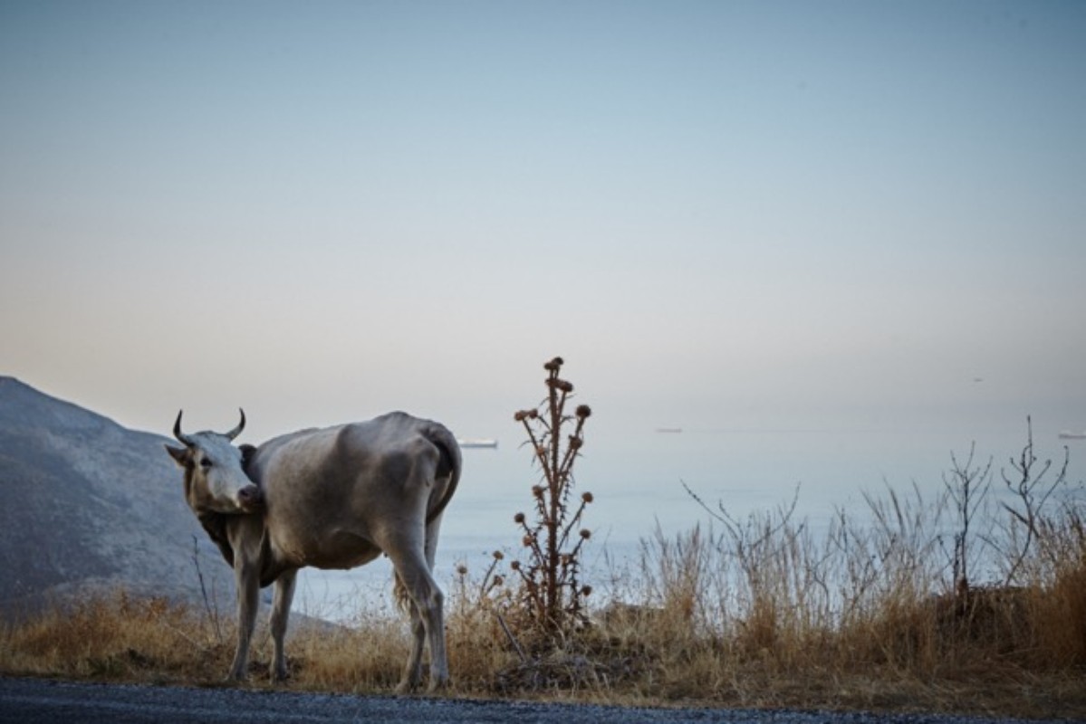 Cow standing in a field, with a mountain and the ocean in the background, under a clear sky during the daytime.