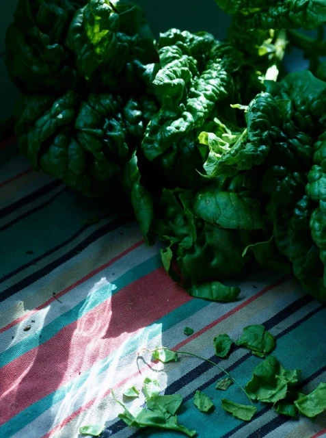 Close-up of fresh, vibrant green romaine lettuce heads on a striped surface, accentuated by natural lighting and scattered loose leaves.