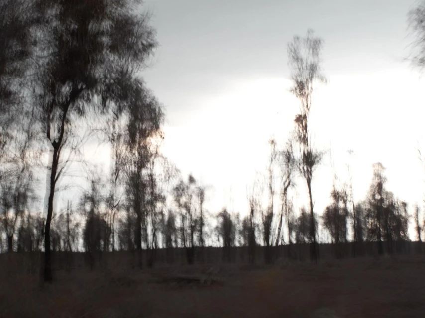 Blurred long-exposure landscape view with silhouetted trees against a bright sky, creating a moody, artistic outdoor scene.