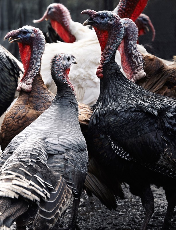 A cluster of turkeys with varied plumage colors huddle together in an outdoor setting, creating a dynamic composition showcasing wildlife.