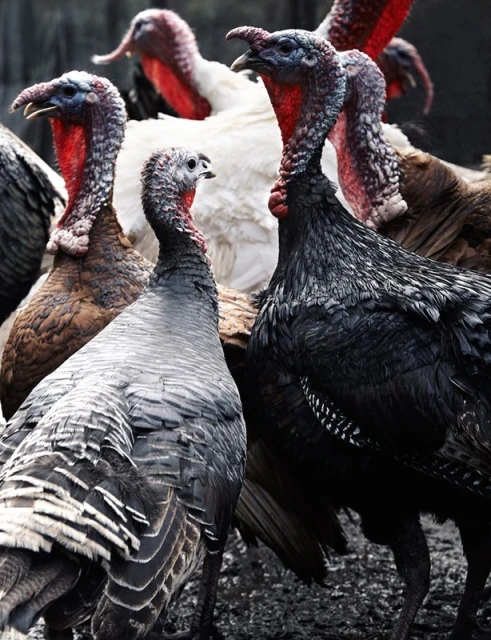 A cluster of turkeys with varied plumage colors huddle together in an outdoor setting, creating a dynamic composition showcasing wildlife.