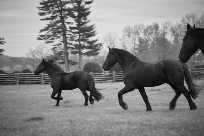 Three black horses galloping across an open grassy field past a wooden fence under an overcast sky.