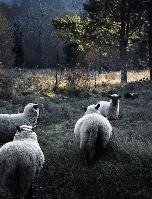 Flock of sheep grazing in a field near a forest, bathed in soft, natural light, creating a pastoral scene with a serene and tranquil atmosphere.