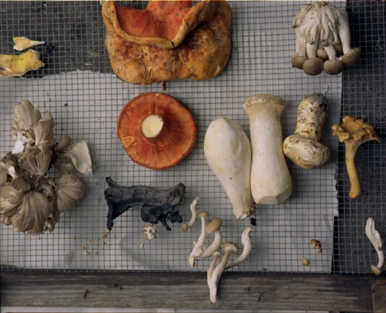 Overhead shot of an assortment of foraged mushrooms including chanterelles, oyster mushrooms, and king oyster mushrooms, arranged on a metal grid.
