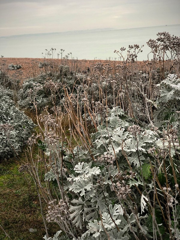 Coastal landscape featuring silver ragwort plants in the foreground and a pebble beach with the sea and sky in the background.