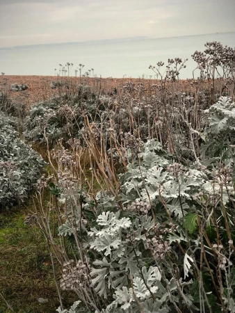 Coastal landscape featuring silver ragwort plants in the foreground and a pebble beach with the sea and sky in the background.