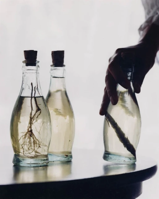Still life features a person's hand holding a glass bottle filled with water and a branch, alongside two bottles on a dark table.