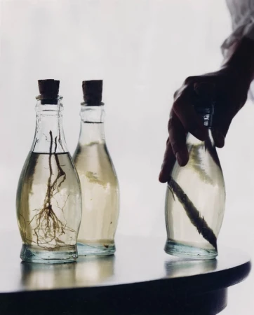 Still life features a person's hand holding a glass bottle filled with water and a branch, alongside two bottles on a dark table.