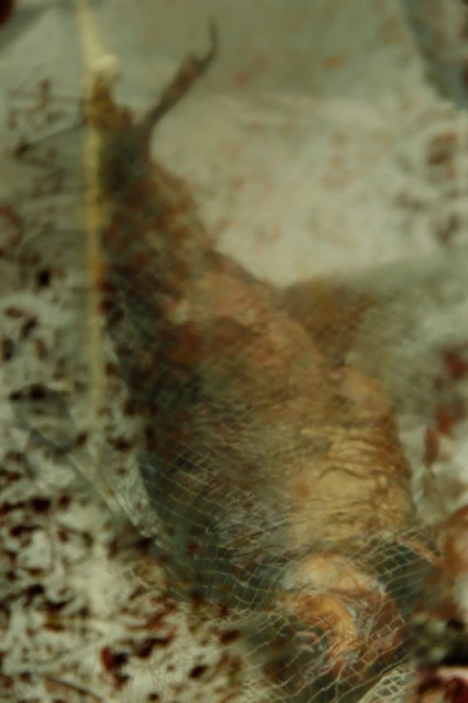 Close-up, out-of-focus image shows a fish covered in a netting, with a color palette dominated by shades of brown and tan.