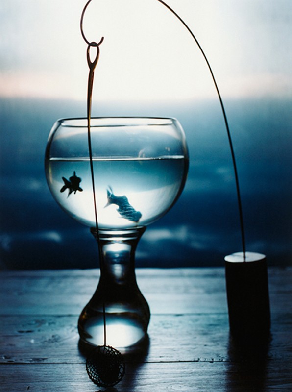 Creative still life of goldfish in a stemmed glass bowl, a needle 'fishing' for fish against a blended blue background on a wooden table.