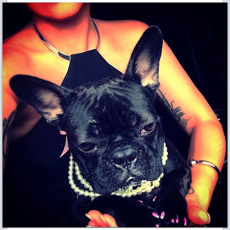 Person holding a black French Bulldog wearing a pearl necklace and a pink ribbon with a dark outfit and silver choker.