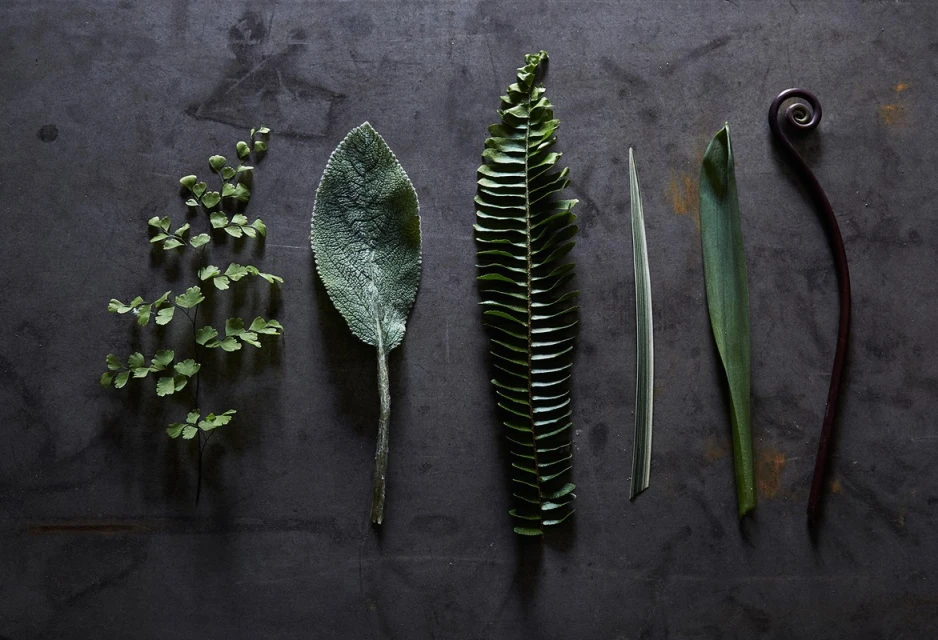 Botanical flat lay featuring green fern fronds, foliage, and leaves arranged symmetrically on a textured dark gray surface.