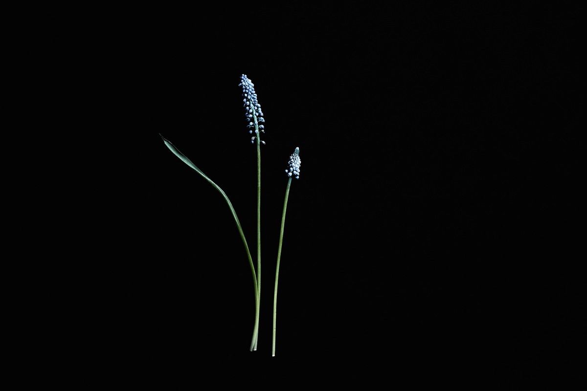 Striking studio shot of delicate blue grape hyacinth flowers with green leaves, isolated against a solid black backdrop, showcasing minimalism.