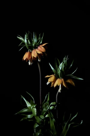 Two orange crown imperial flowers with green leaves illuminated against a deep black background by Pernille Loof.