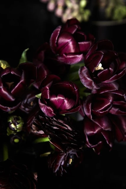 A dramatic close-up photo showcases a lush bouquet of deep burgundy tulips, their velvety petals unfurling against a dark, shadowy background.