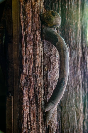 Wooden door with a unique, naturally-formed handle made of a branch. The texture of the wood is rough and organic, capturing nature's detail.