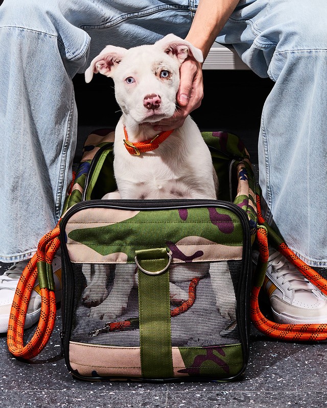 White pit bull puppy with an orange collar is being pet in a camouflage carrier bag, sitting at the feet of a person in denim jeans.