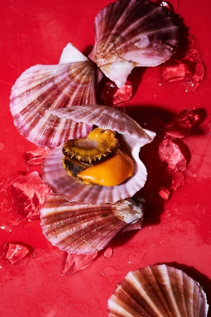 Overhead shot of scallops in shells, arranged on a red surface with pieces of ice scattered around, emphasizing food photography.