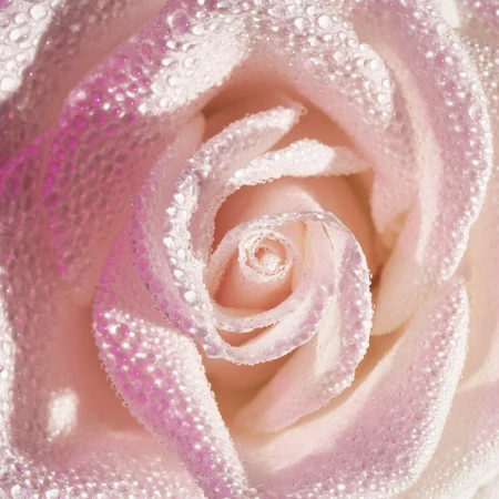 Close-up of a white rose with a swirl pattern and water droplets, captured with soft lighting and a shallow depth of field.