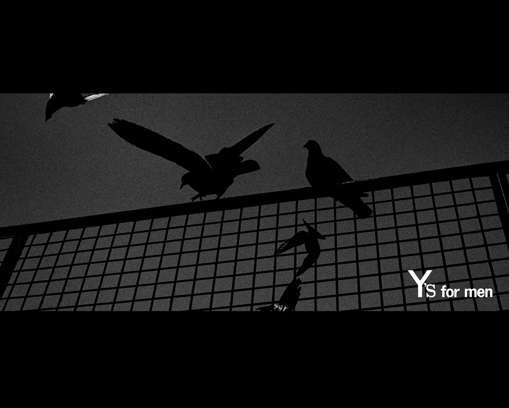 Black and white silhouette of birds in flight and perched on a metal fence against a dark sky, with the text “YS for men” visible.