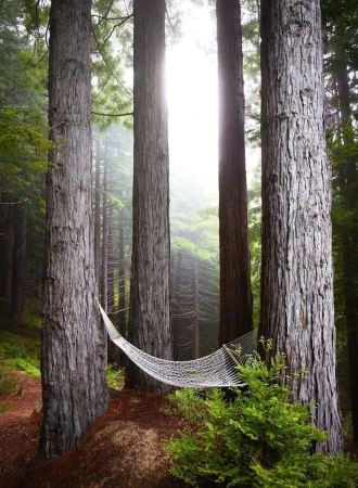 Hammock strung between tall redwood trees in a sunlit forest. Focus on relaxation, nature, and the peaceful forest environment.
