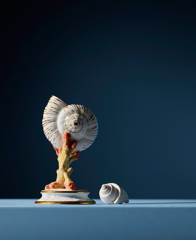 Still life of a white nautilus shell displayed on faux coral against a dark blue background, with a smaller shell on a blue surface.