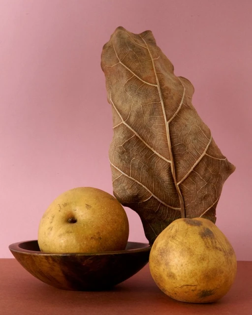 Still life studio shot of pears, one in a wooden bowl, and a large dried leaf against a soft pink background. Simple food photography.