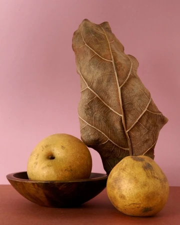 Still life studio shot of pears, one in a wooden bowl, and a large dried leaf against a soft pink background. Simple food photography.