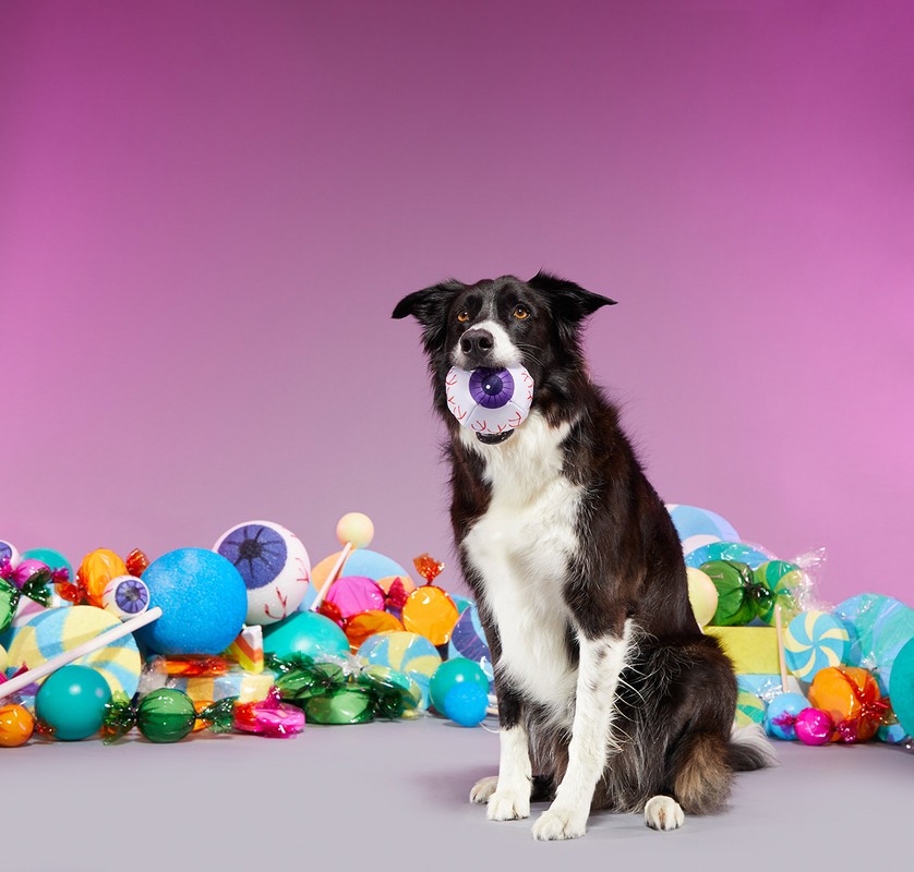 Border Collie sits with an eyeball toy in its mouth amid a pile of colorful wrapped and unwrapped candy against a purple background.