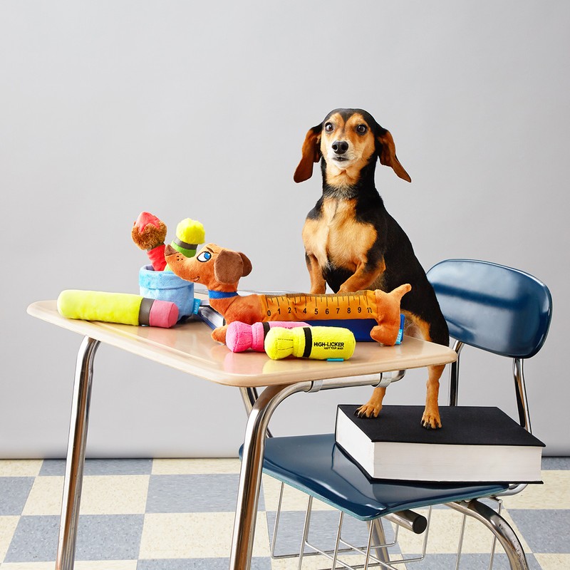 Dog stands on a textbook next to school desk covered in plush toy school supplies in a studio with a checkered linoleum floor.