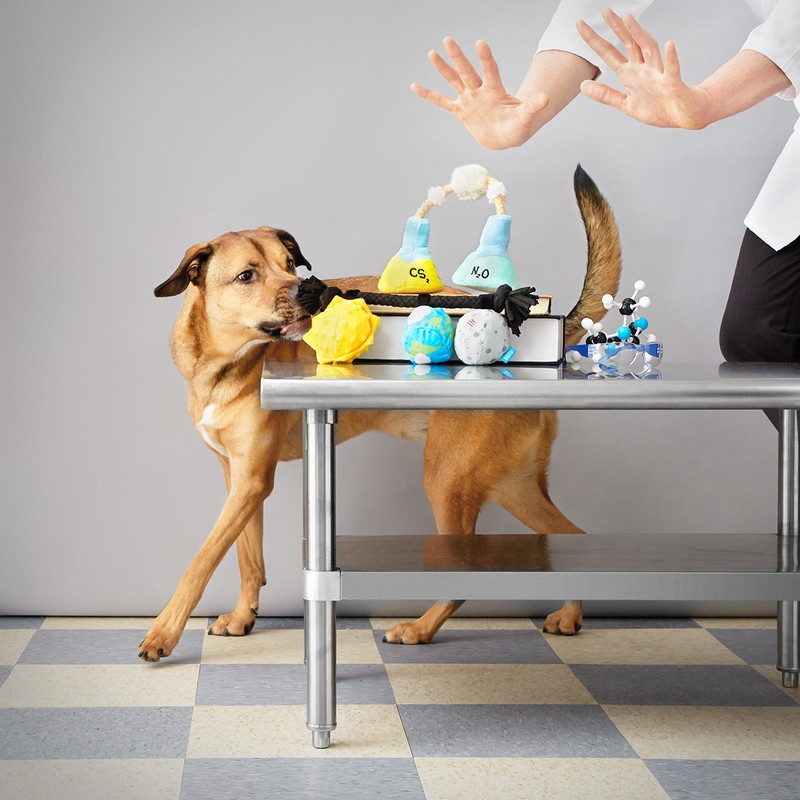 Dog looks at science toys on a metal table with a person in a lab coat with hands raised in the background in a studio setting.