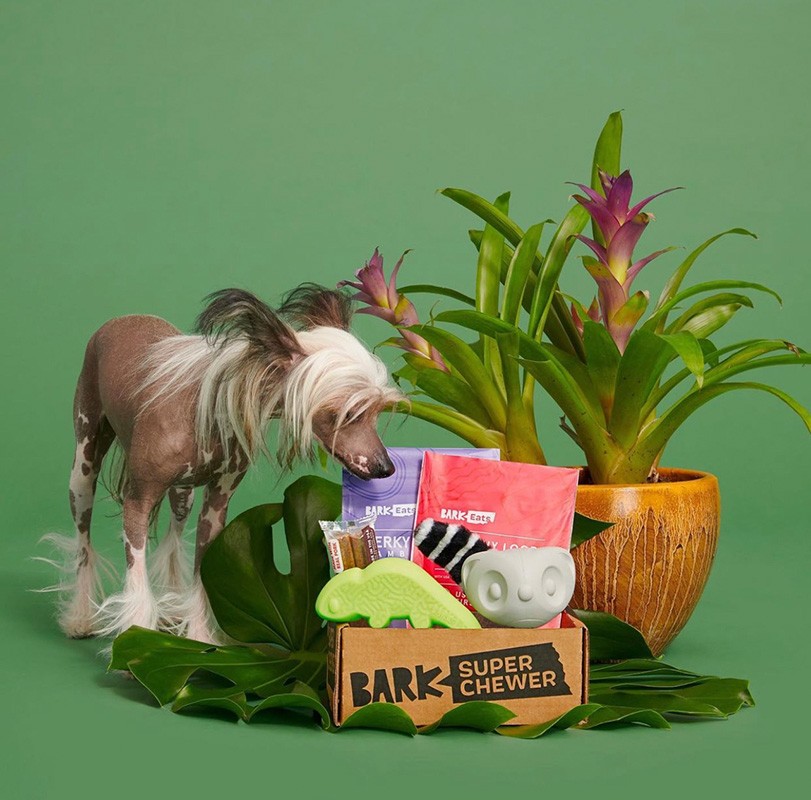 A tan Chinese Crested dog sniffs a box of Bark Super Chewer dog toys and treats next to a bromeliad plant against a solid green background.