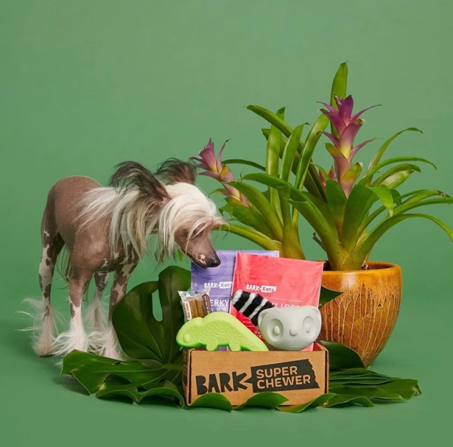 A tan Chinese Crested dog sniffs a box of Bark Super Chewer dog toys and treats next to a bromeliad plant against a solid green background.
