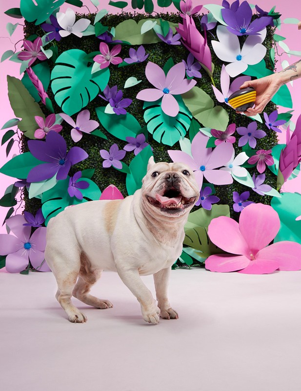 Adorable French Bulldog stands in front of a vibrant paper flower wall, eagerly awaiting a ball in a playful indoor setting.