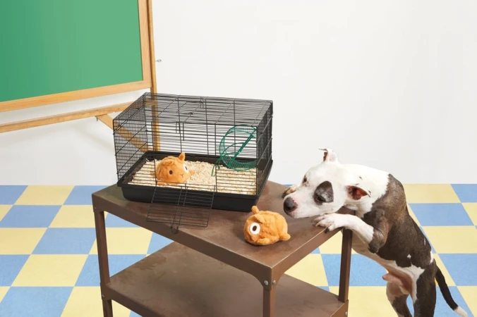 Dog looks at a plush toy inside a black wire cage on a brown table in front of a green chalkboard against a white wall.