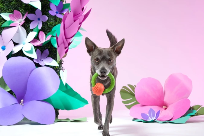 A gray dog is walking directly toward the camera in a studio setting, holding a green and orange toy in its mouth. Pink background.