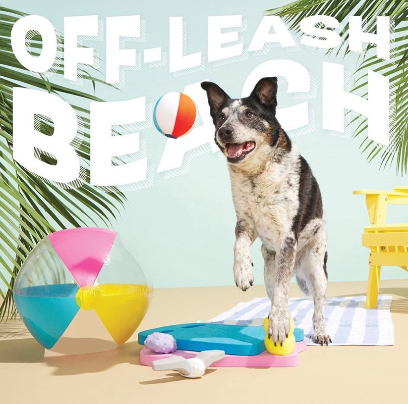 Dog with black and white markings balances a yellow ball, standing on a striped towel on a sandy beach near other beach toys.