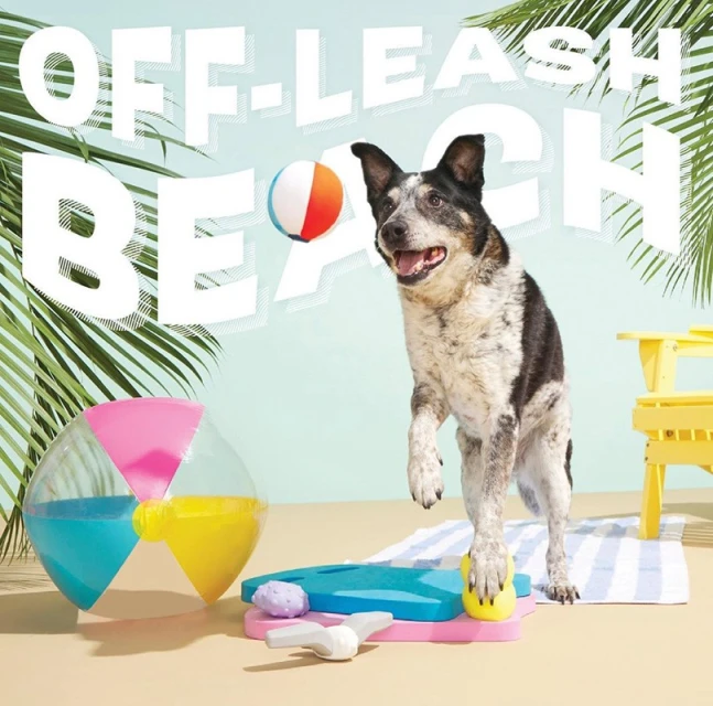 Dog with black and white markings balances a yellow ball, standing on a striped towel on a sandy beach near other beach toys.