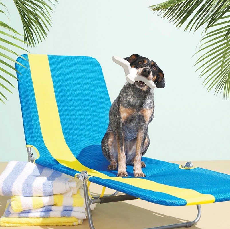 A dog sits on a blue and yellow beach chair with a white bone toy in its mouth, set against a light green background with palm leaves.