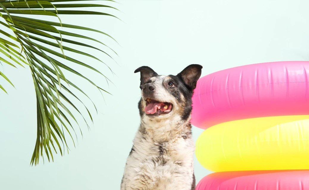 Dog with open mouth gazes upward near a stack of pink and yellow inflatable swim rings and a palm frond against a pale blue background.