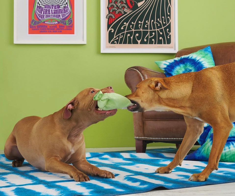 Two tan dogs playing tug-of-war with a green plush toy indoors on a blue patterned rug, posters and a chair in the background.