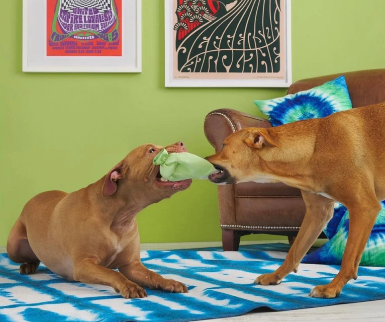 Two tan dogs playing tug-of-war with a green plush toy indoors on a blue patterned rug, posters and a chair in the background.