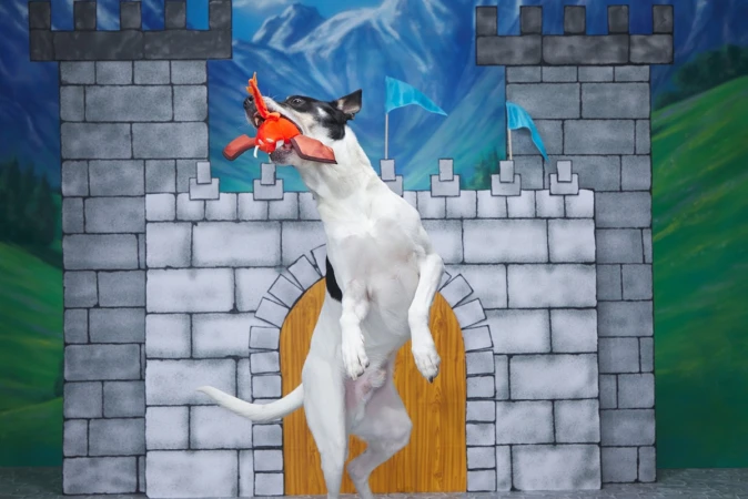 A black-and-white dog jumps up against a backdrop of a castle, holding an orange toy in its mouth, with a blue and white sky.