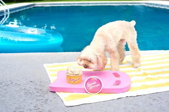 A tan poodle stands near an ice cream container on a pink tray by a swimming pool, next to a striped towel and an inflatable pool toy.