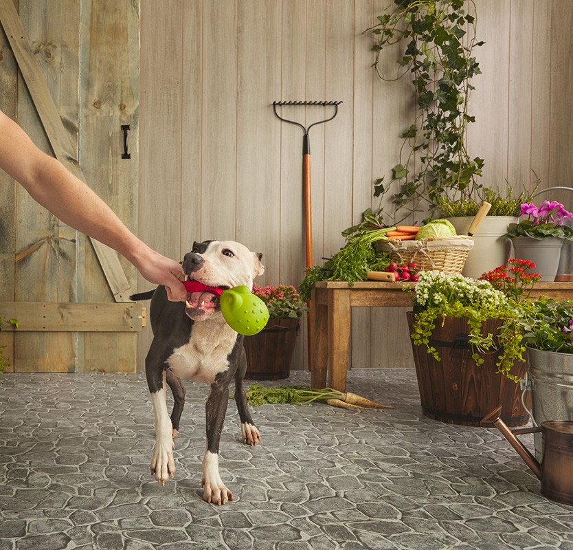Dog holds green toy in mouth as a person pets the dog's neck, indoor with gardening props and wooden background, medium shot.