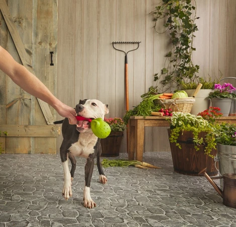 Dog holds green toy in mouth as a person pets the dog's neck, indoor with gardening props and wooden background, medium shot.