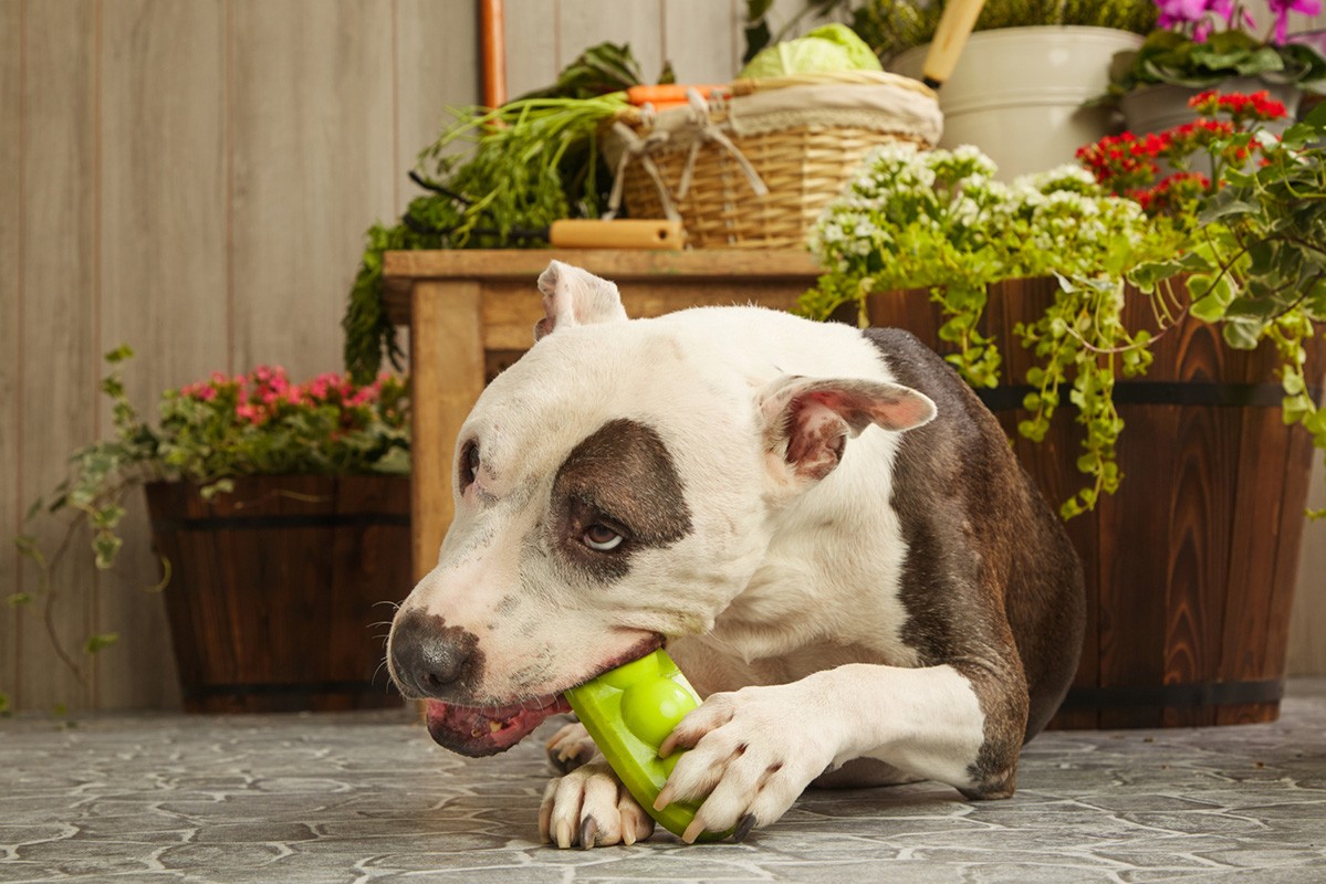 A white and brown dog chews a green toy while lying on a stone floor with a backdrop of plants and gardening equipment.