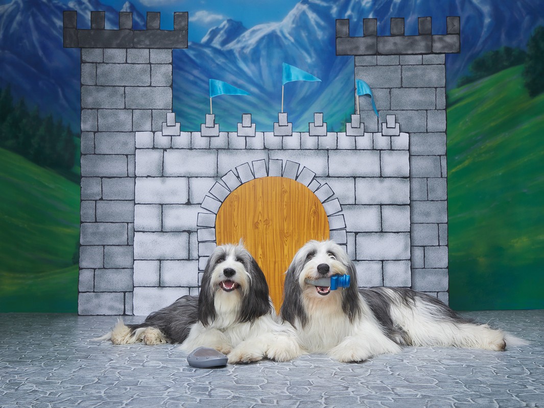 Two Bearded Collie dogs lie in front of a painted castle backdrop, one holding a blue toy, in an indoor photo studio setting.