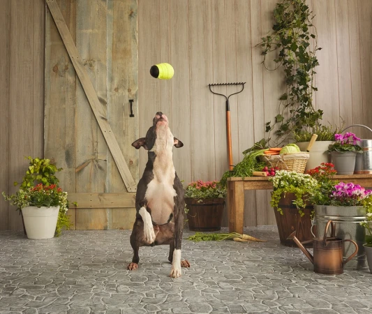 Dog leaps to catch a tennis ball in a charming outdoor setting with garden elements and a rustic wooden door.