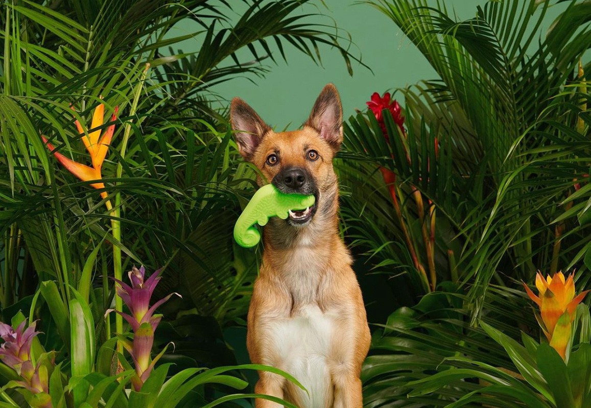 Dog holding a green alligator toy in its mouth, surrounded by tropical plants and colorful flowers against a green backdrop.